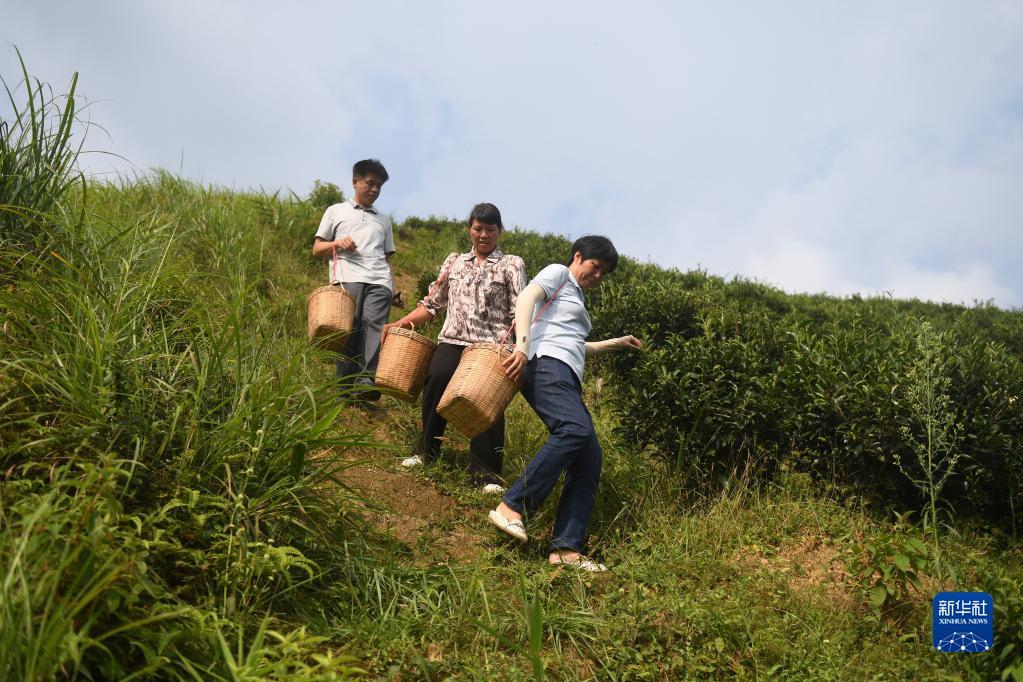 在廣西蒼梧縣六堡鎮(zhèn)山坪村，祝雪蘭（前）和村民采茶后走下茶山（2022年9月22日攝）。新華社記者 陸波岸 攝